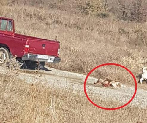 Κτηνωδία στη Λάρισα: Έδεσε το σκύλο του στο αγροτικό και τον έσερνε στην άσφαλτο μέχρι να ξεψυχήσει (βίντεο)